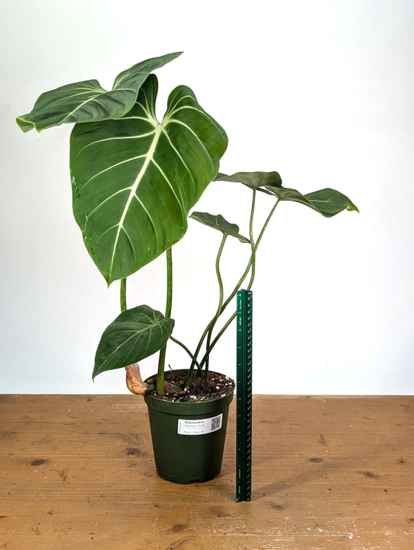 Philodendron Gloriosum Verde - Exact XL Plant in 6" Pot (#24A)