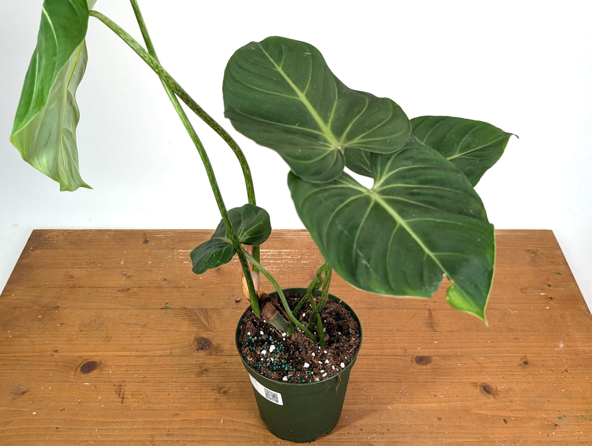 Philodendron Gloriosum Verde - Exact XL Plant in 6" Pot (#24A)