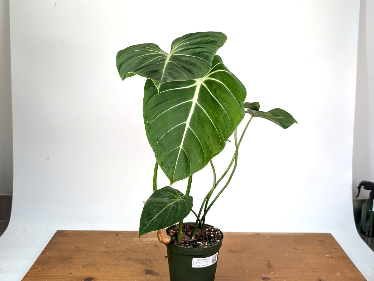 Philodendron Gloriosum Verde - Exact XL Plant in 6" Pot (#24A)
