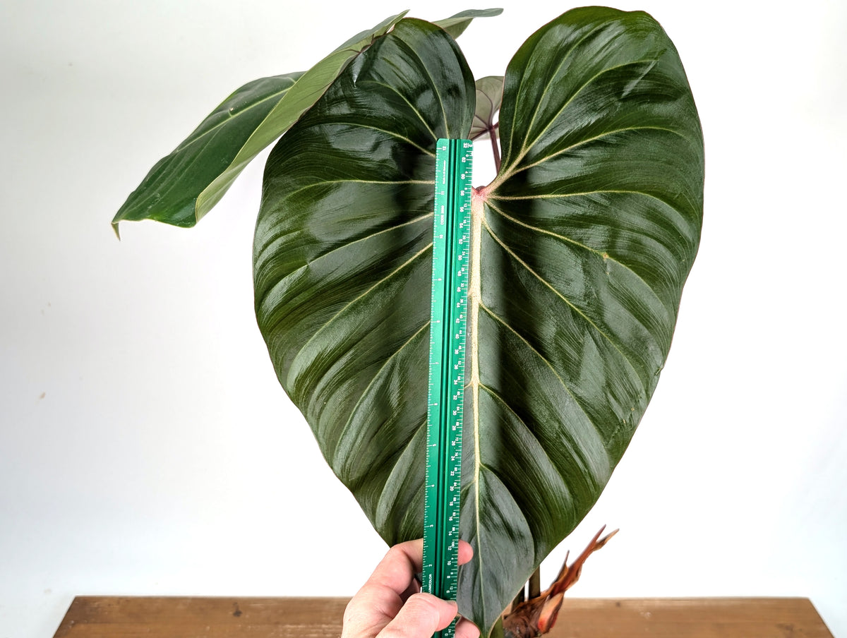 Philodendron Pink Glory (Lynamii x Gloriosum) - Exact Plant Over 2 Feet Tall in 6" Pot (#19A)