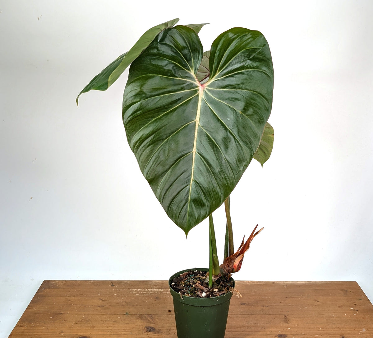 Philodendron Pink Glory (Lynamii x Gloriosum) - Exact Plant Over 2 Feet Tall in 6" Pot (#19A)
