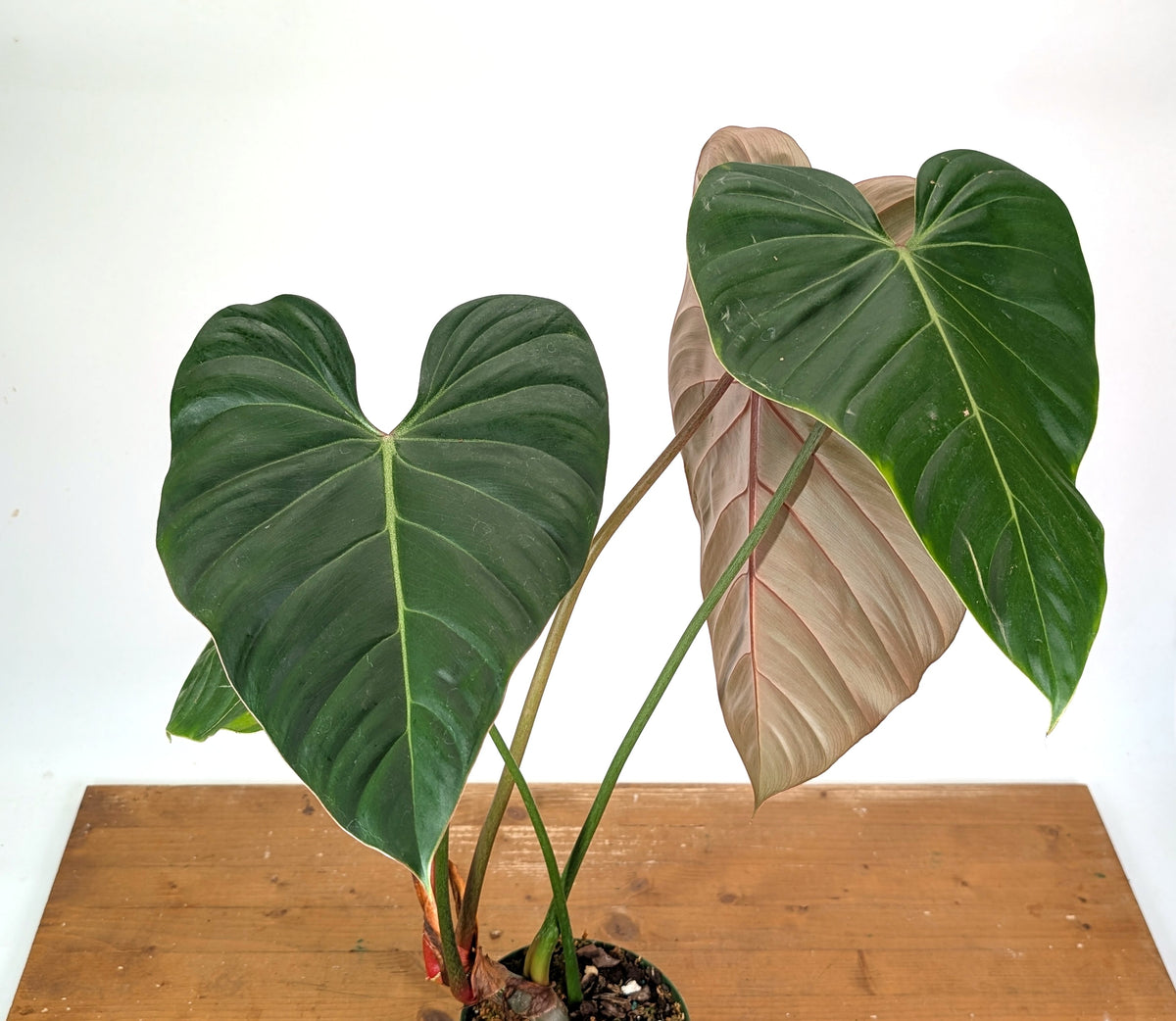 Philodendron Pink Glory (Lynamii x Gloriosum) - Exact Plant Over 2 Feet Tall in 6" Pot (#19A)