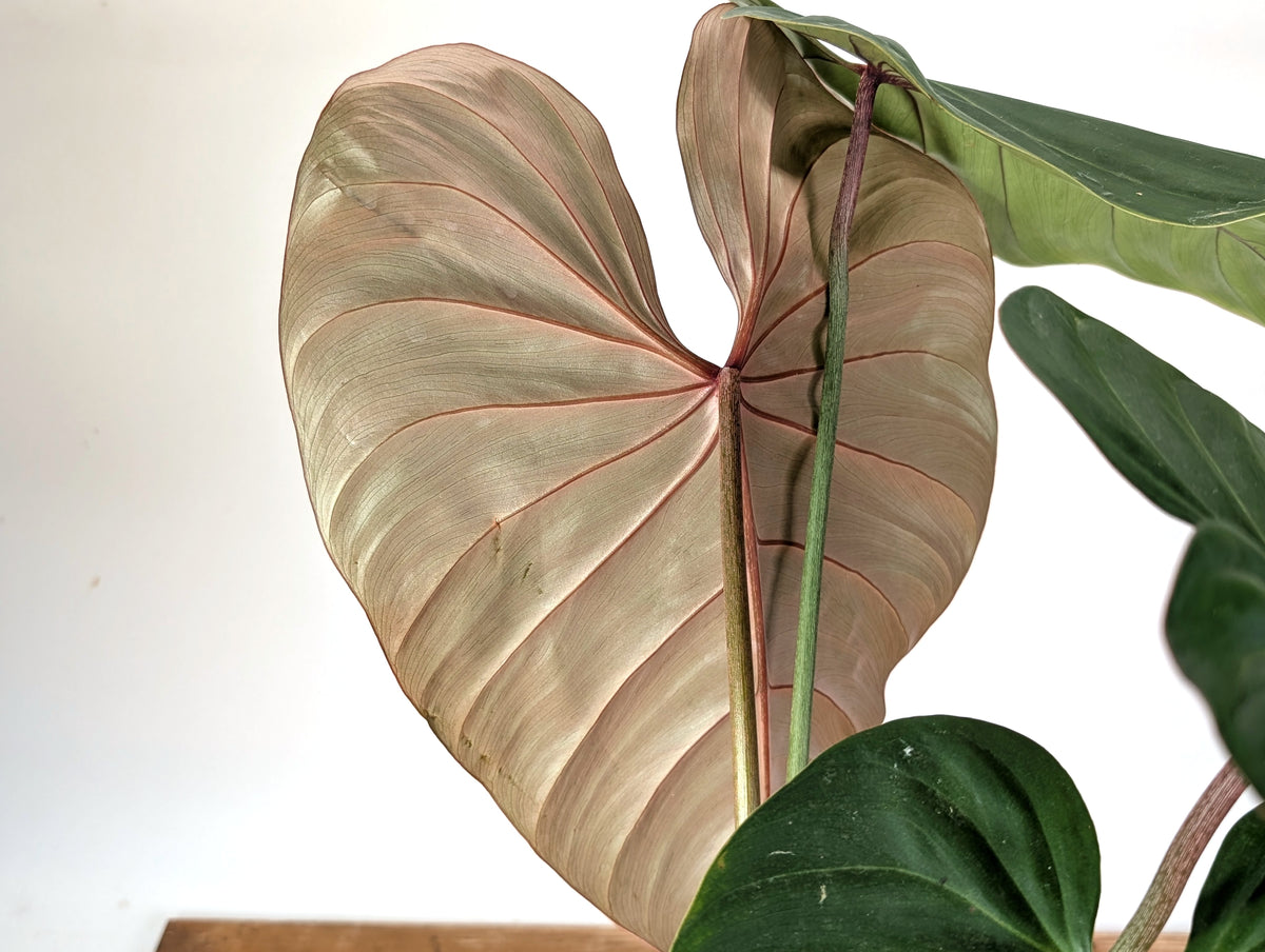 Philodendron Pink Glory (Lynamii x Gloriosum) - Exact Plant Over 2 Feet Tall in 6" Pot (#19A)