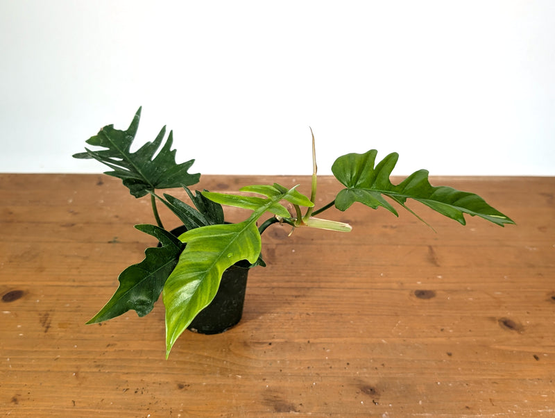 Philodendron Florida Beauty x Tortum (Green) Exact Plant #13A