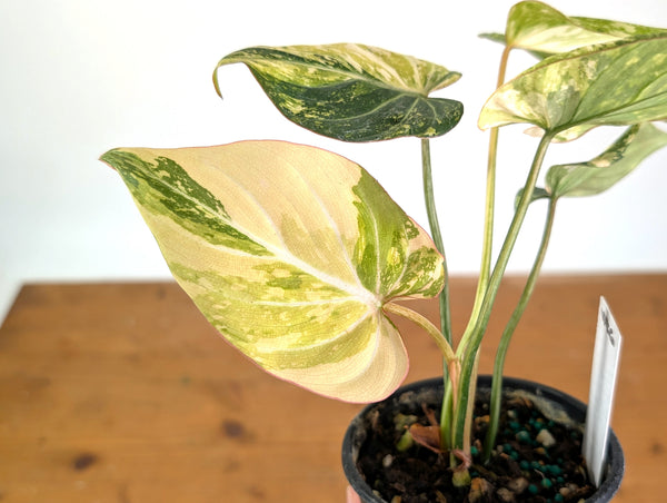 Philodendron Gloriosum Variegated (Type 2) - EXACT Plant #24A