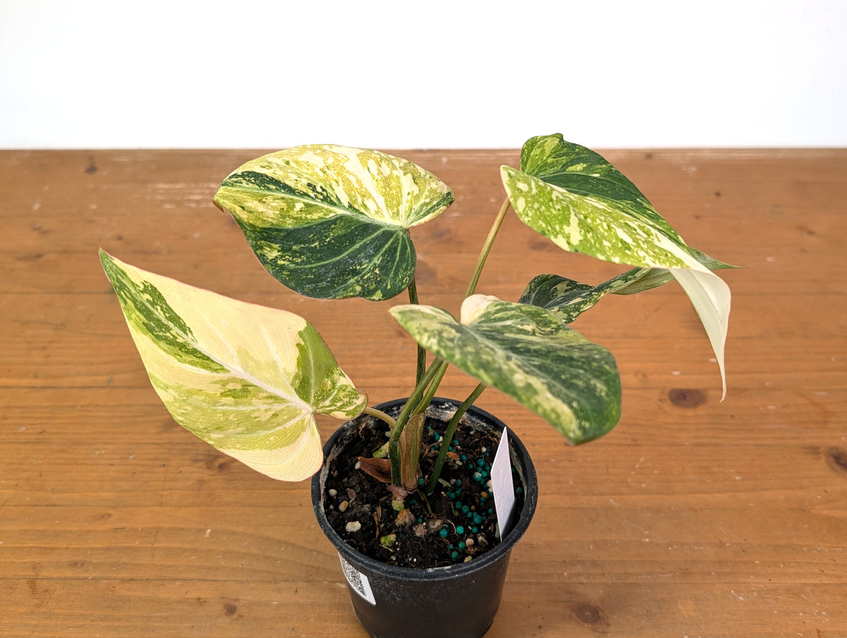 Philodendron Gloriosum Variegated (Type 2) - EXACT Plant #24A