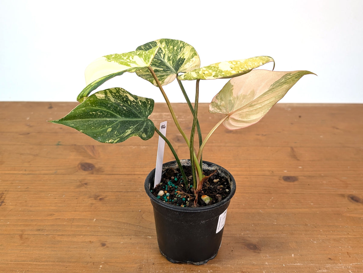 Philodendron Gloriosum Variegated (Type 2) - EXACT Plant #24A