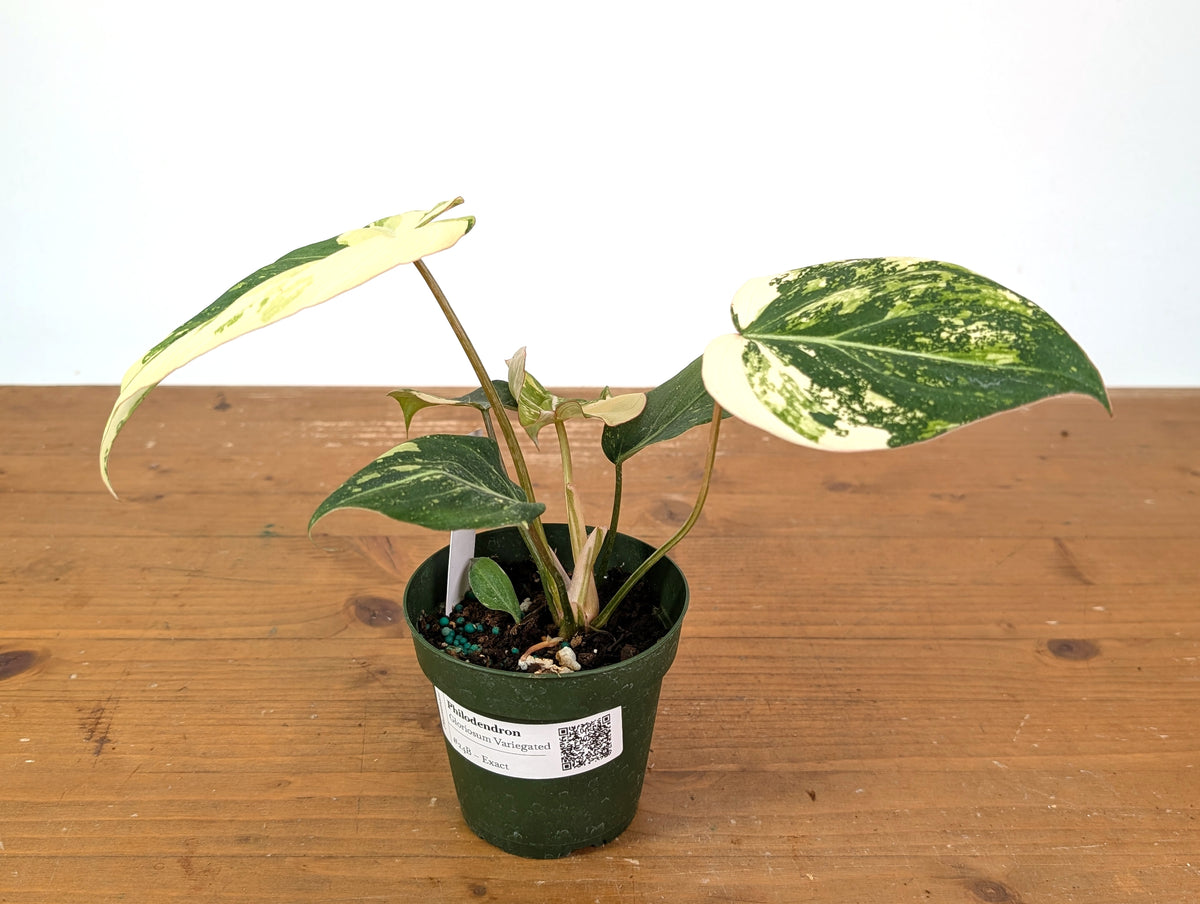 Philodendron Gloriosum Variegated (Type 2) - EXACT Plant #24B