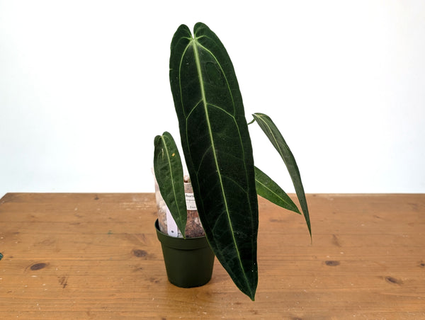 Anthurium Warocqueanum 'Queen' - Exact Dark Narrow Plant 4" Pot (#24D)