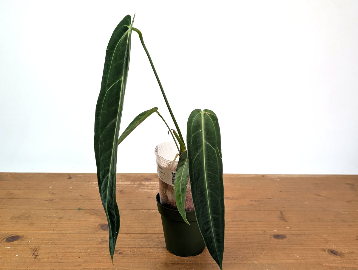 Anthurium Warocqueanum 'Queen' - Exact Dark Narrow Plant 4" Pot (#24D)