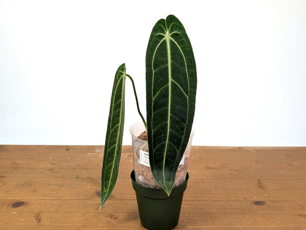 Anthurium Warocqueanum 'Queen' - Exact Plant 4" Pot (#24E)