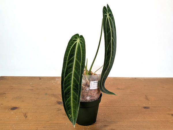 Anthurium Warocqueanum 'Queen' - Exact Plant 4" Pot (#24E)
