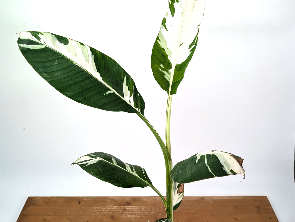 Musa Aeae Variegated Banana - Exact Plant 6" Pot - 3ft Tall (#25A)