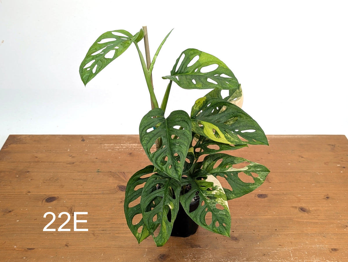 Monstera Adansonii Tricolor Aurea Variegated - Exact Plant #22E