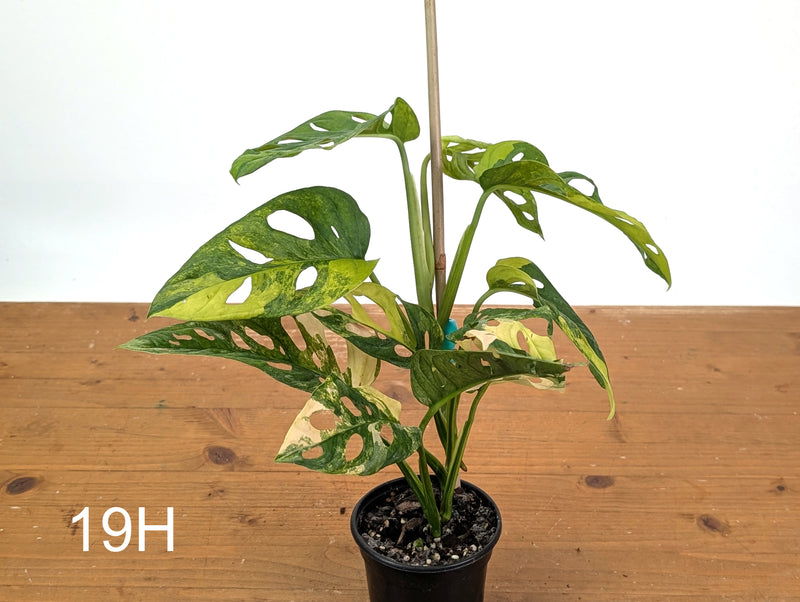 Monstera Adansonii Tricolor Aurea Variegated - Exact Plant #19H