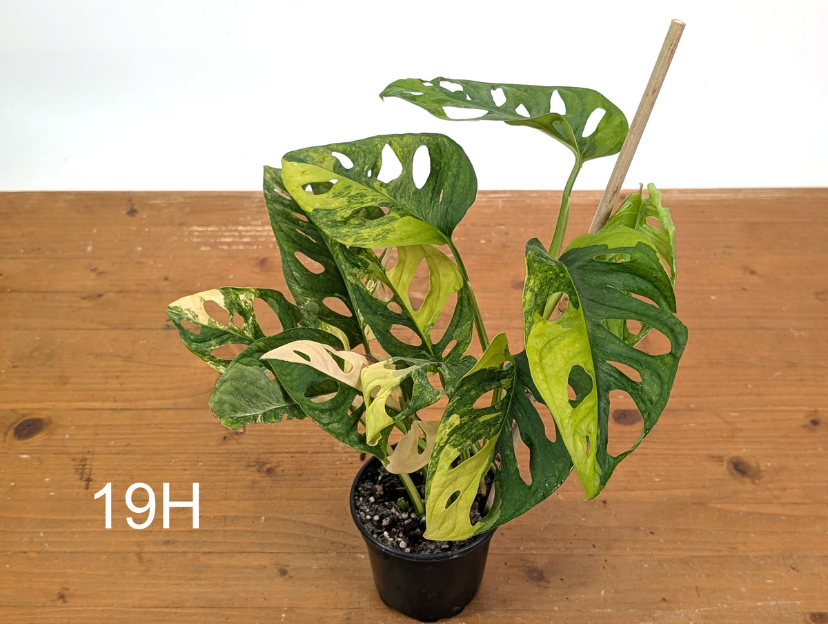 Monstera Adansonii Tricolor Aurea Variegated - Exact Plant #19H