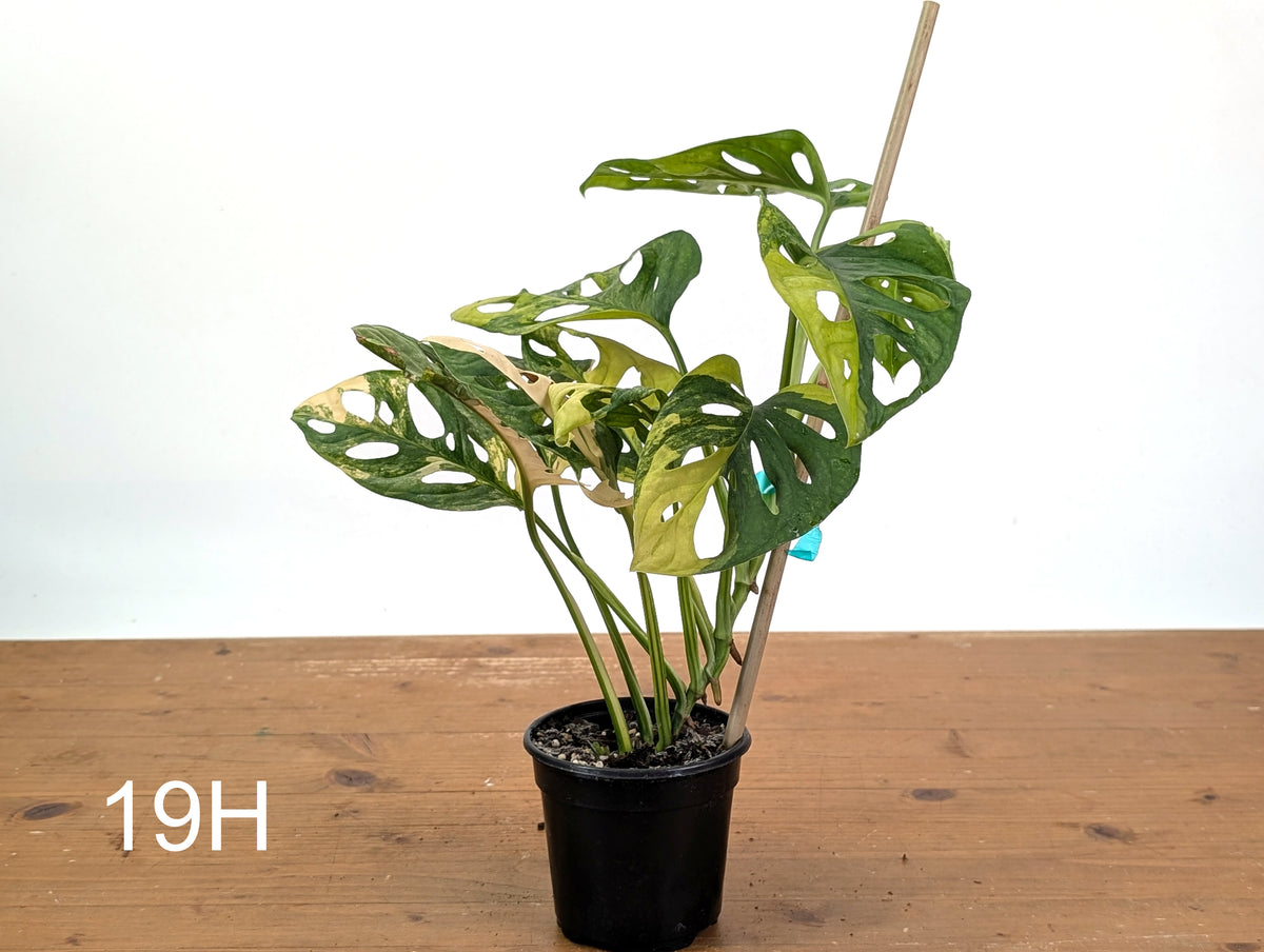 Monstera Adansonii Tricolor Aurea Variegated - Exact Plant #19H