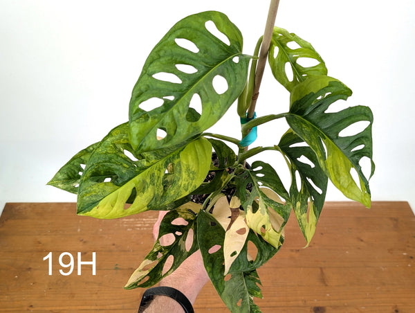 Monstera Adansonii Tricolor Aurea Variegated - Exact Plant #19H