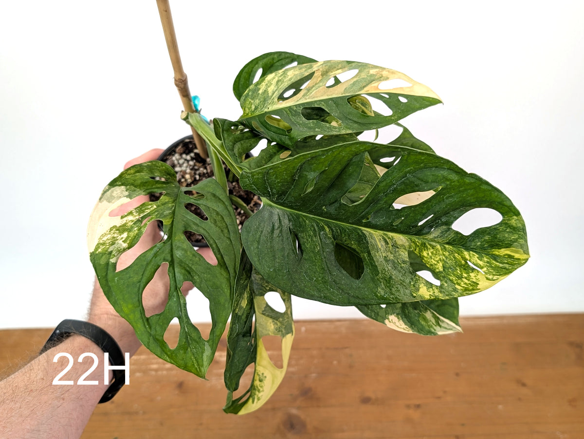 Monstera Adansonii Tricolor Aurea Variegated - Exact Plant #22H