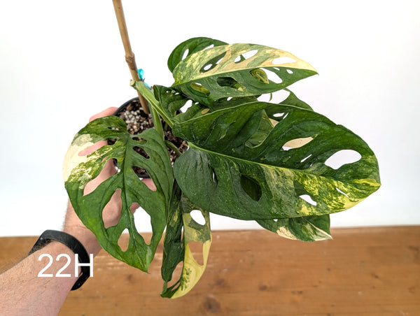 Monstera Adansonii Tricolor Aurea Variegated - Exact Plant #22H