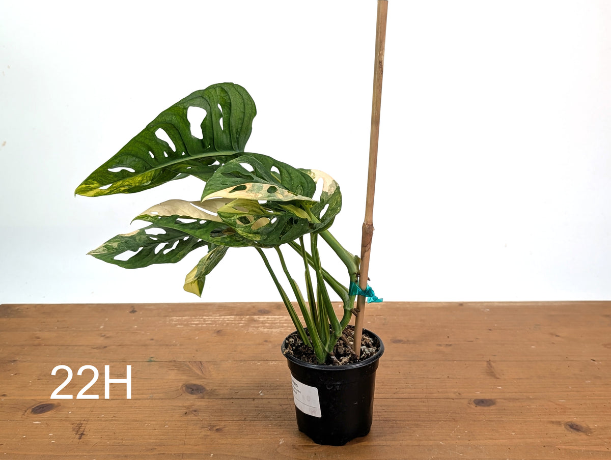 Monstera Adansonii Tricolor Aurea Variegated - Exact Plant #22H