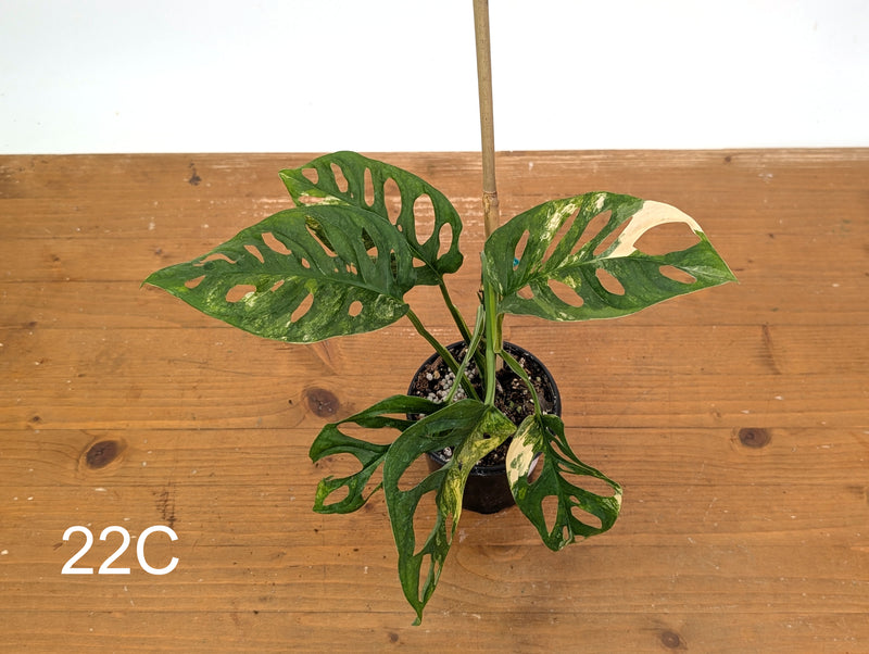 Monstera Adansonii Tricolor Aurea Variegated - Exact Plant #22C