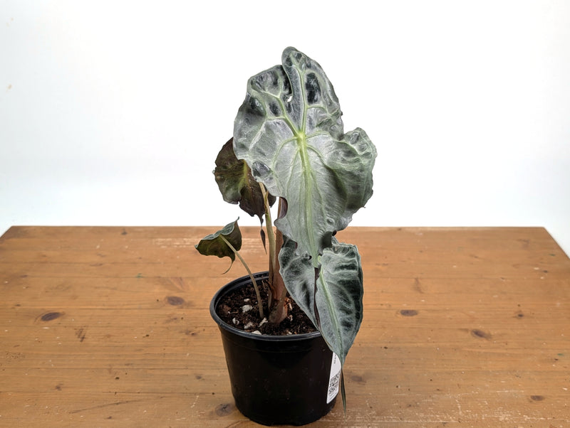 Alocasia Venom - Exact Plant in 6" Pot - #18F (Mother Plant)