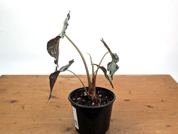 Alocasia Venom - Exact Plant in 6" Pot - #18F (Mother Plant)
