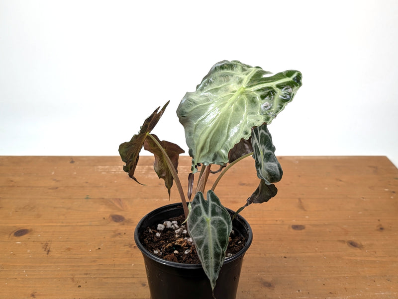 Alocasia Venom - Exact Plant in 6" Pot - #16H (Mother Plant)