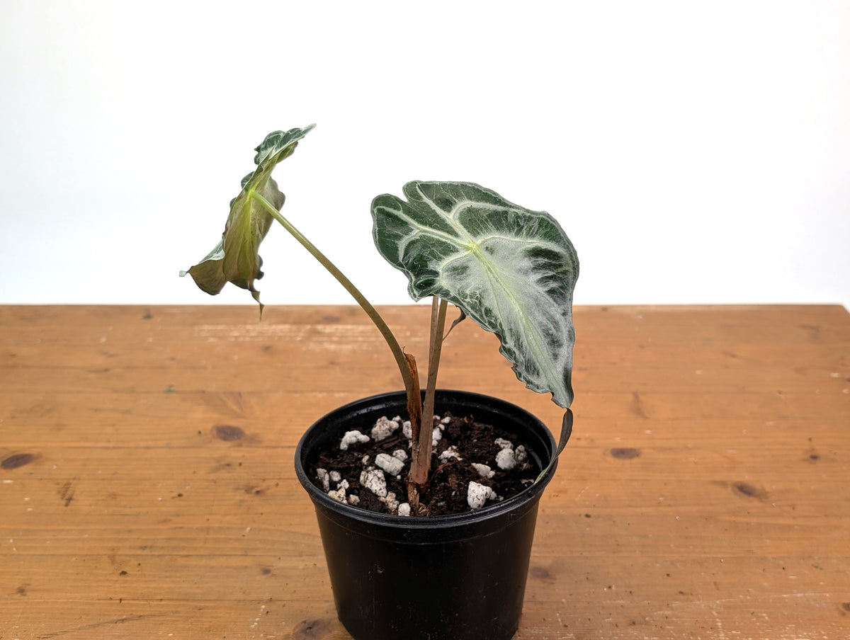 Alocasia Venom - Exact Plant in 6" Pot - #16I (Mother Plant)