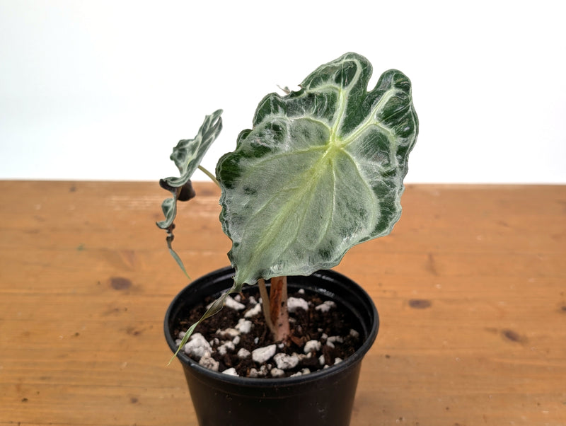 Alocasia Venom - Exact Plant in 6" Pot - #16I (Mother Plant)