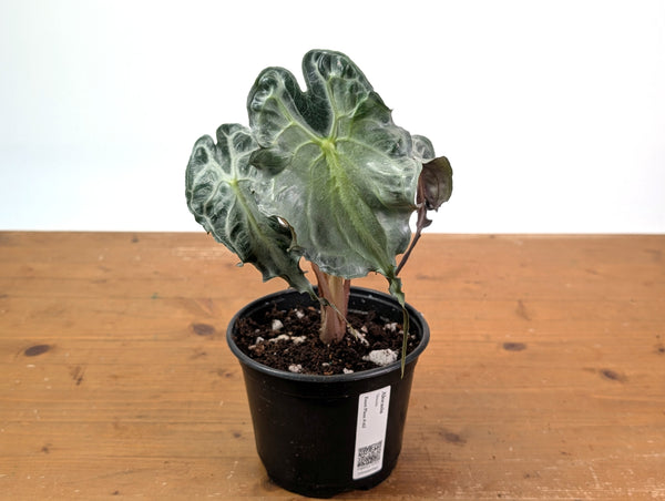 Alocasia Venom - Exact Plant in 6" Pot - #16J (Mother Plant)