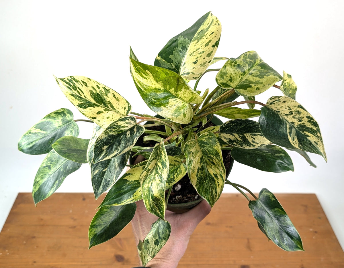 Philodendron Emerald King