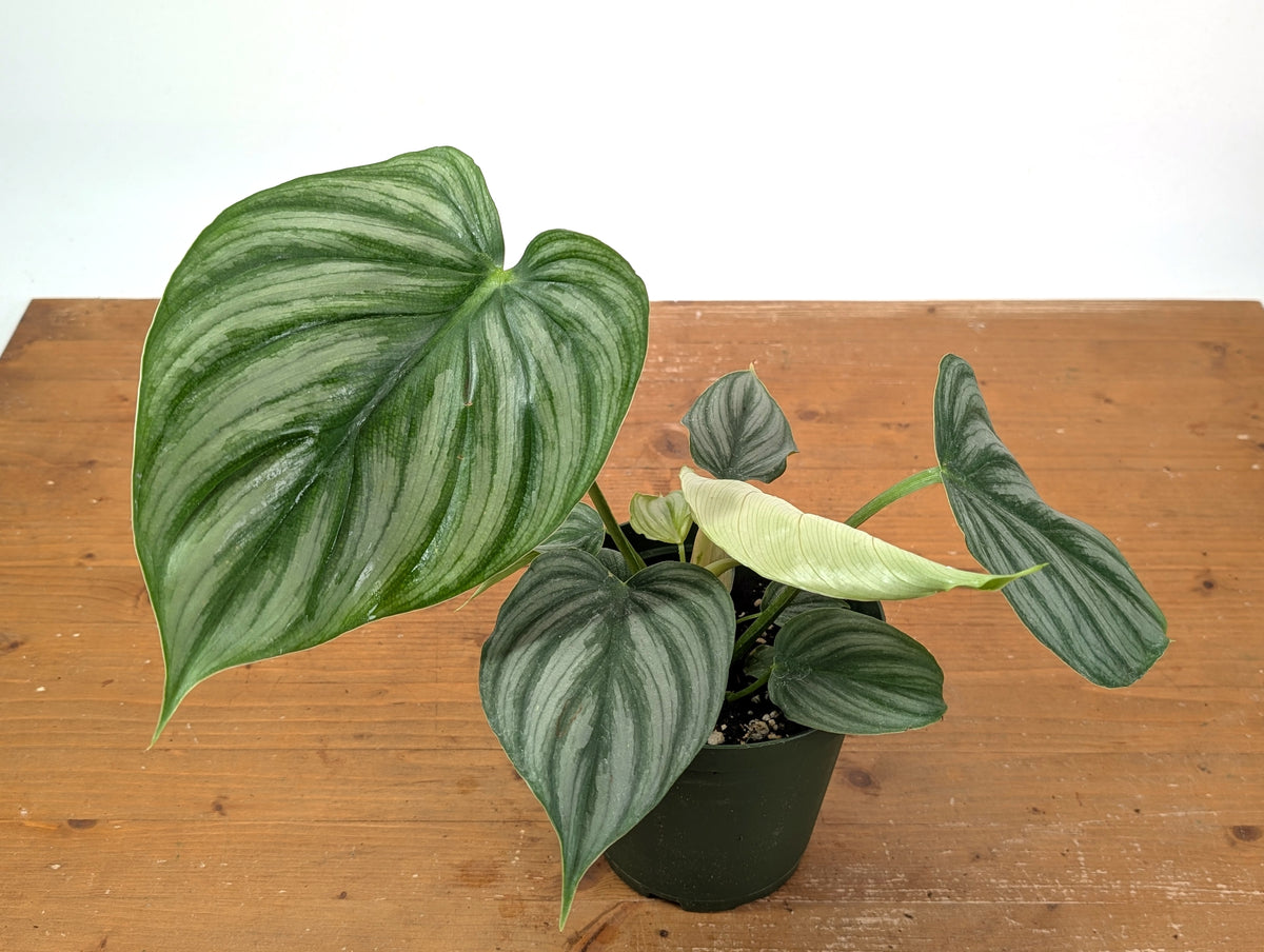 Philodendron Pastazanum x Plowmanii
