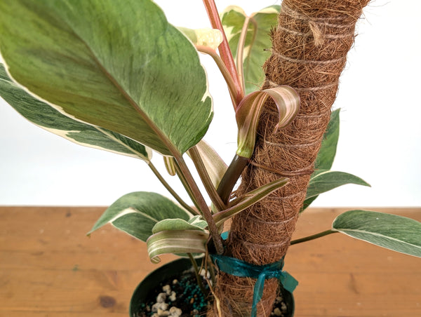 Philodendron Shady Lady - Exact Plant #25A - Approx 2ft Tall