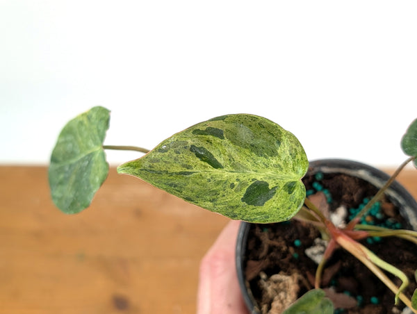 Philodendron Rubrijuvenile x Billietiae Variegated - Exact Plant #25B - 4 inch pot
