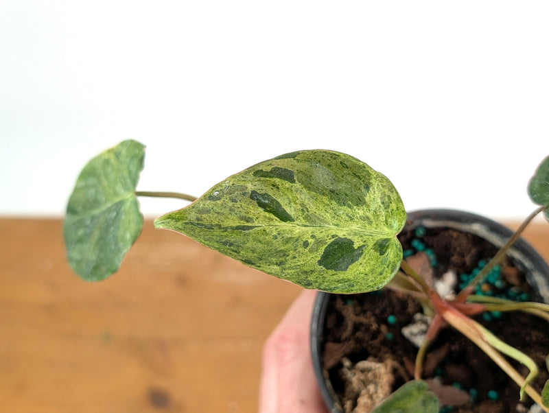 Philodendron Rubrijuvenile x Billietiae Variegated - Exact Plant #25B - 4 inch pot
