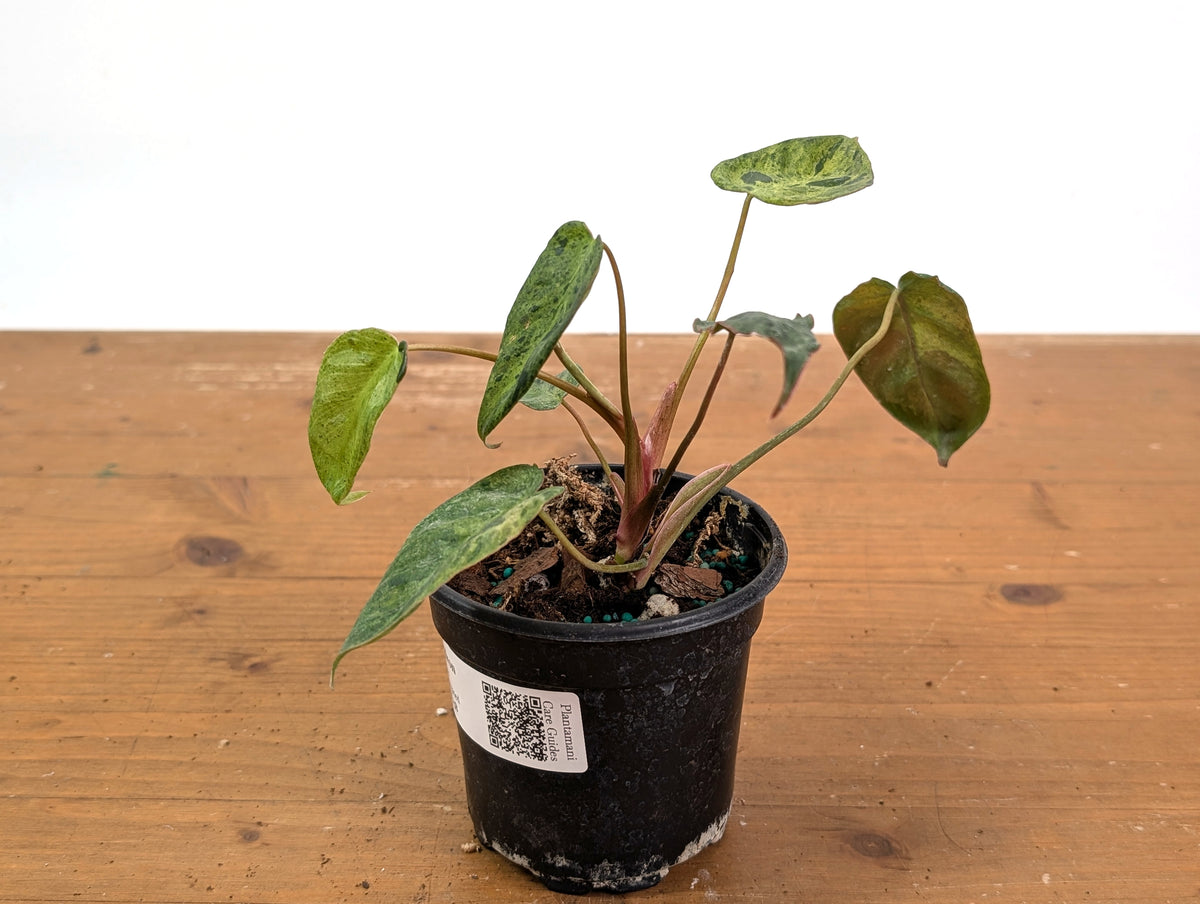 Philodendron Rubrijuvenile x Billietiae Variegated - Exact Plant #25B - 4 inch pot