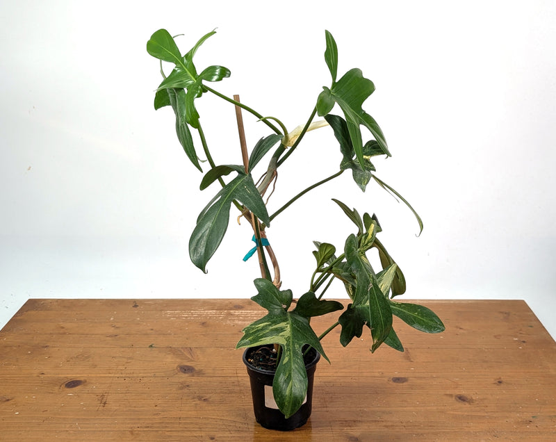 Philodendron Florida Beauty x Mayoi - Exact Plant #10C