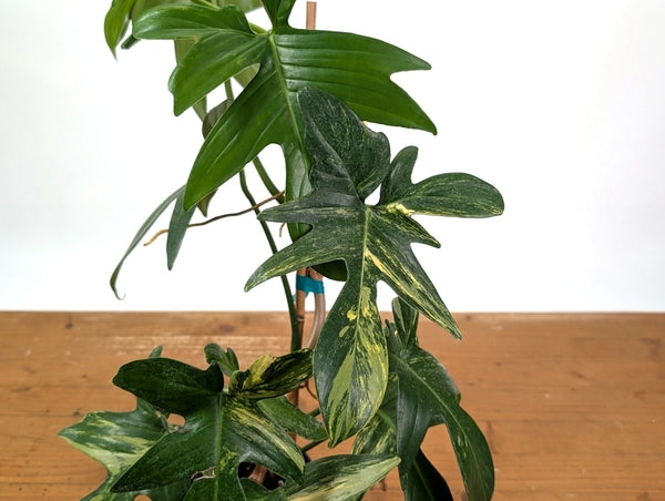 Philodendron Florida Beauty x Mayoi - Exact Plant #10C