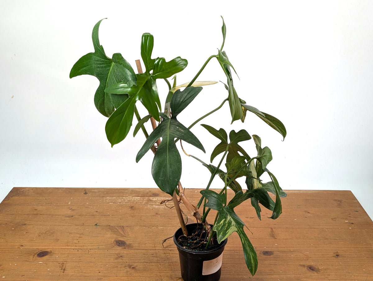 Philodendron Florida Beauty x Mayoi - Exact Plant #10C