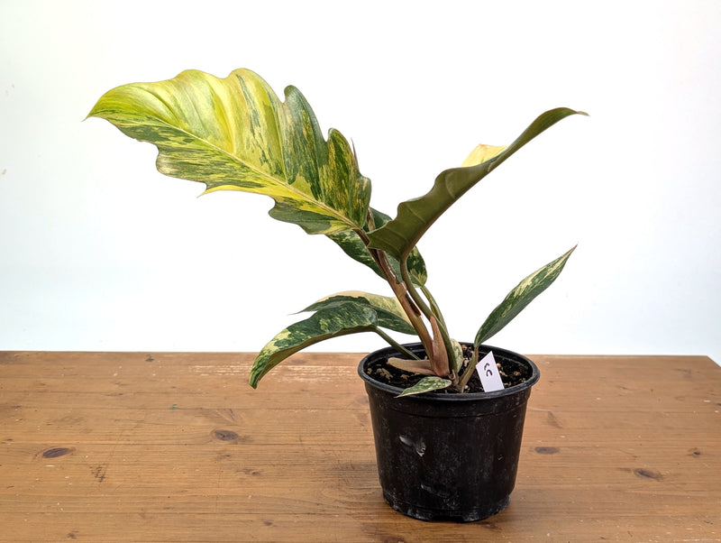 Philodendron Caramel Marble Variegated