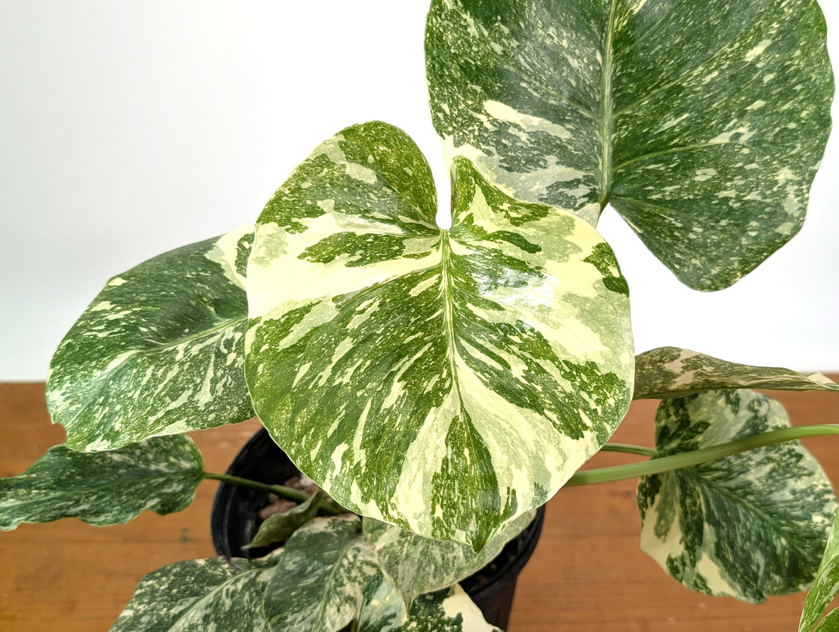 Monstera 'Blizzard' Variegated w/ 4 Growth Points - 1 Gallon Pot - Exact Plant #25A