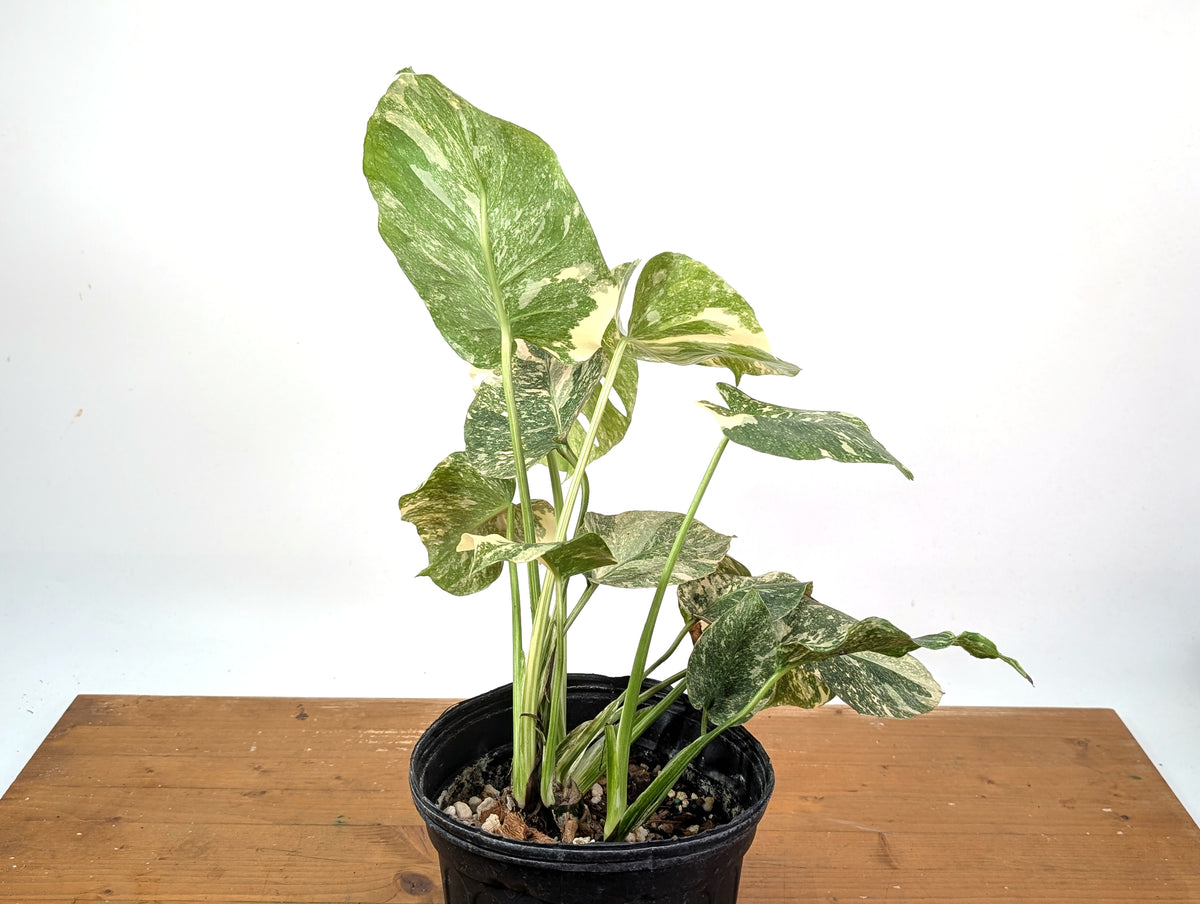 Monstera 'Blizzard' Variegated w/ 4 Growth Points - 1 Gallon Pot - Exact Plant #25A
