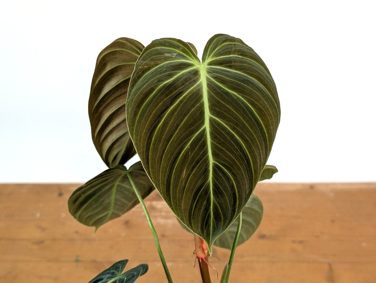 Philodendron Rubrijuvenile x Melanochrysum (Hybrid)