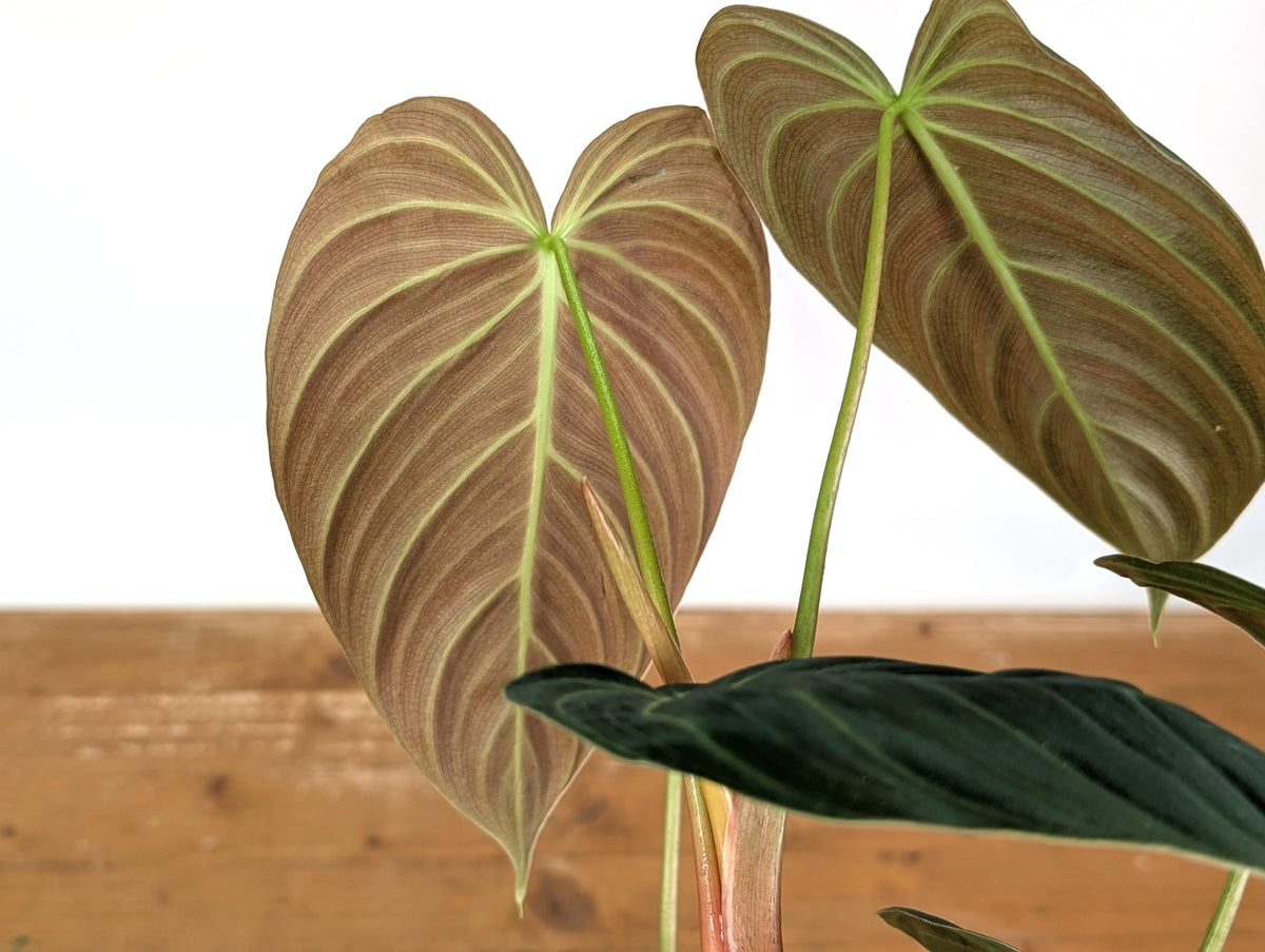 Philodendron Rubrijuvenile x Melanochrysum (Hybrid)