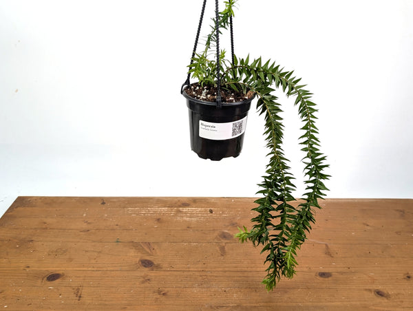 Huperzia Goebelii Green