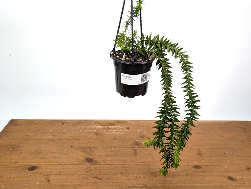 Huperzia Goebelii Green