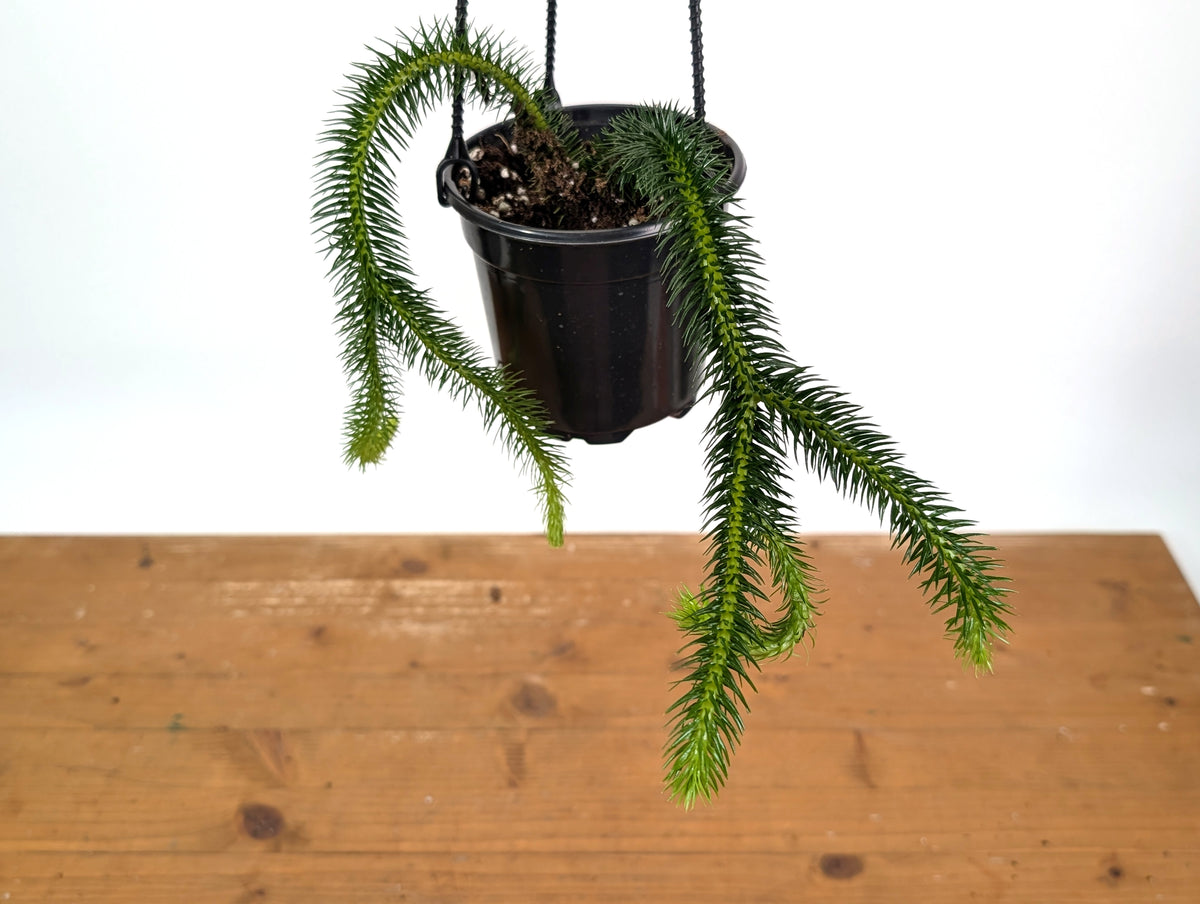 Huperzia Squarrosa 'Thailand'