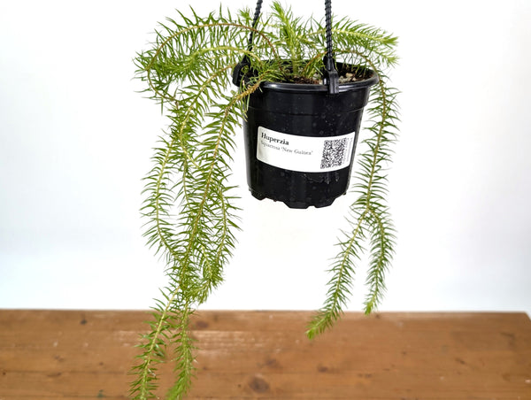 Huperzia Squarrosa 'New Guinea'